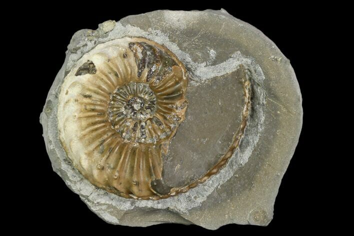Ammonite (Pleuroceras) Fossil in Rock - Germany #125426